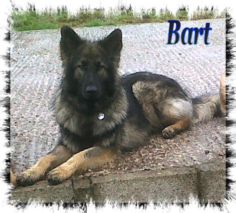 Bart