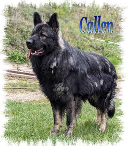 Callen