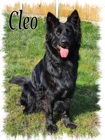 Cleo