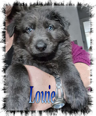 Louie