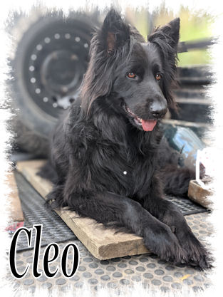 Cleo