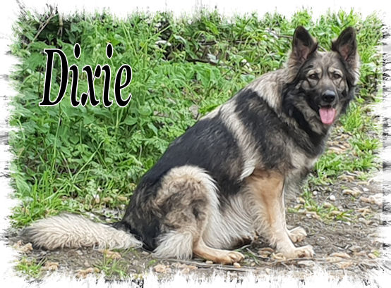 Dixie