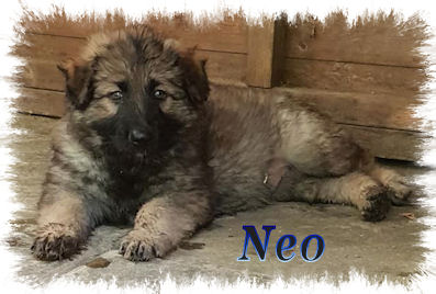 Neo