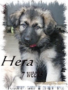 Hera