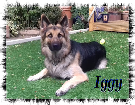 Iggy