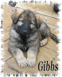 Gibbs