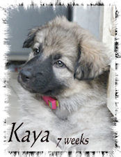 Kaya