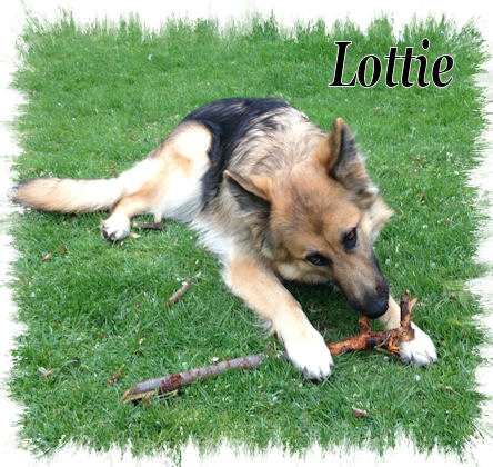 Lottie