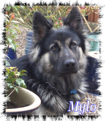 Mylo