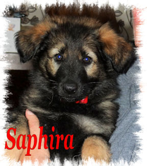 Saphira