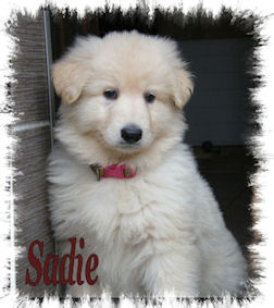 Sadie