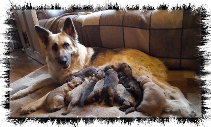 Taylor & Pups