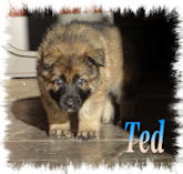 Ted