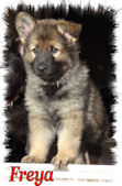 Freya